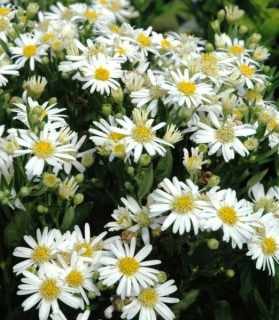 Aster ageratoides 'Starshine'